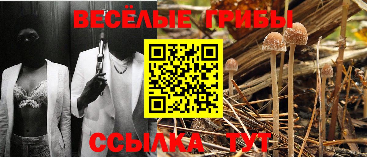 Галлюциногенные грибы Psilocybe Пенза